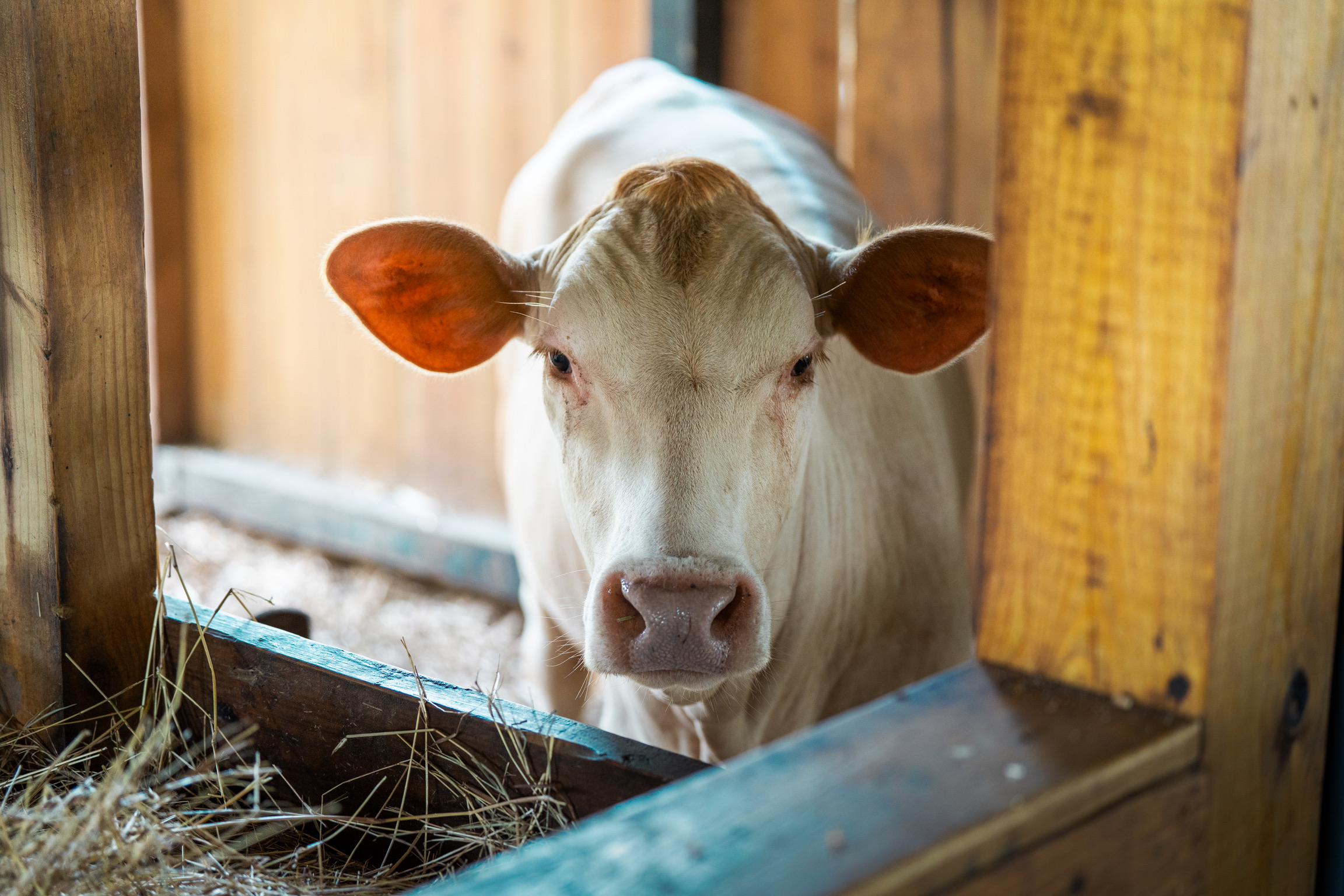 Cow inside a wooden barn looking through an open doorway.