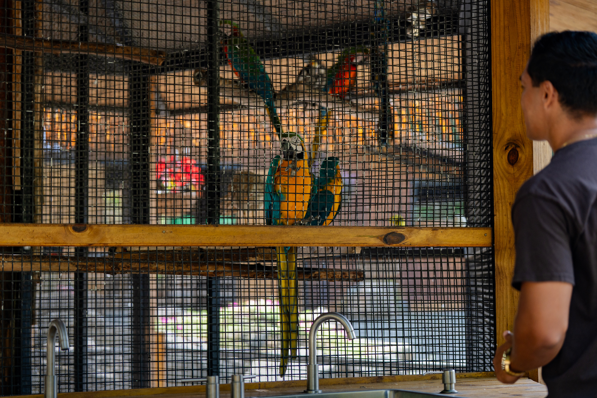 Person observing colorful parrots in a cage with wooden frame.