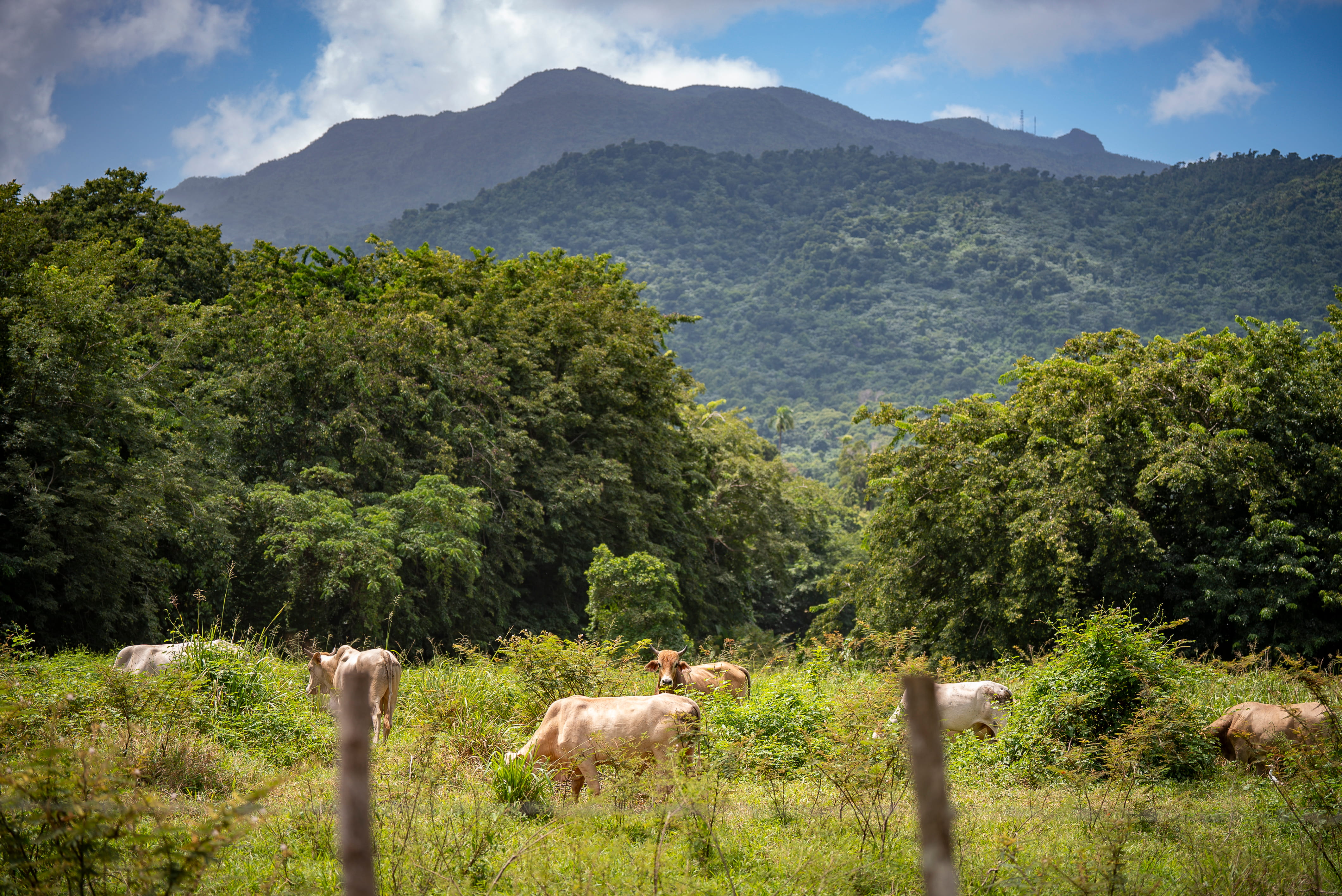 Cows grazing in a field with mountains in the background.