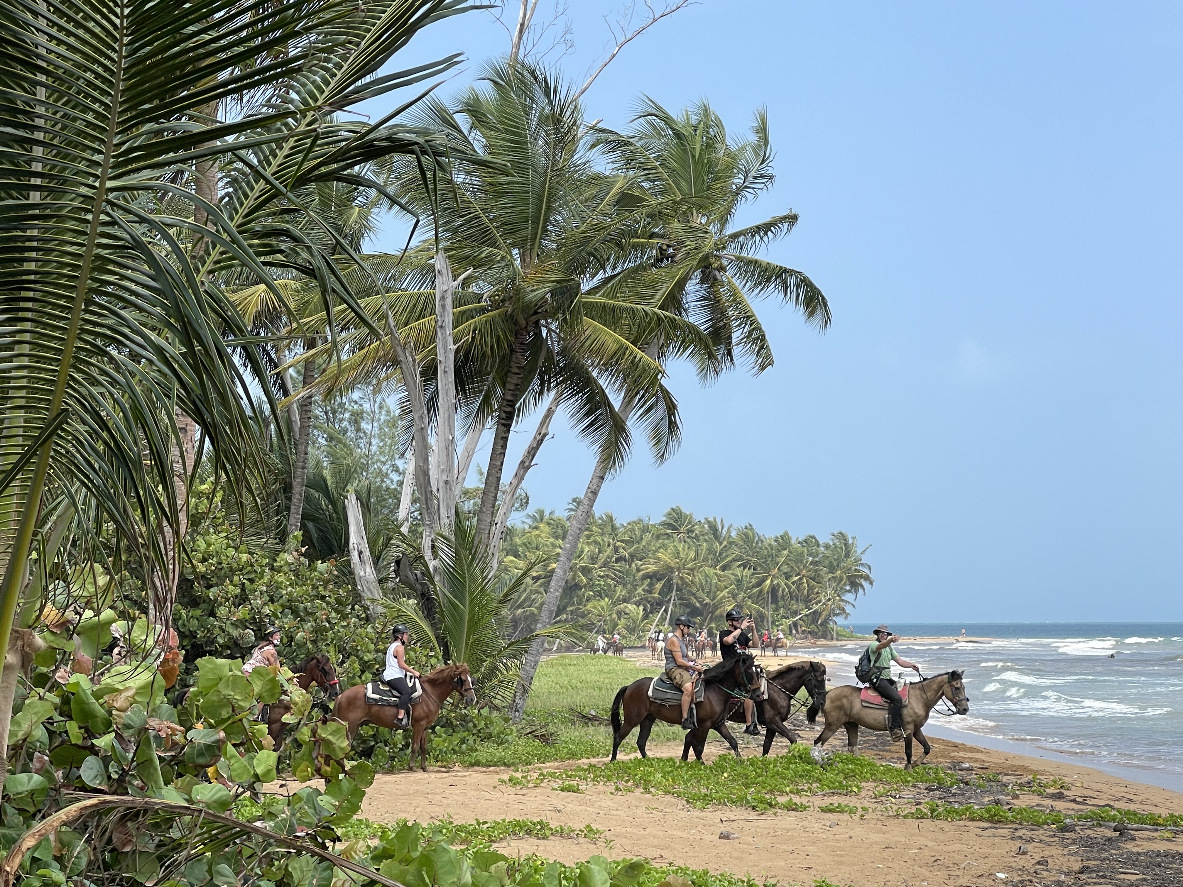 Paseos a caballo en grupo por una playa tropical bajo palmeras.