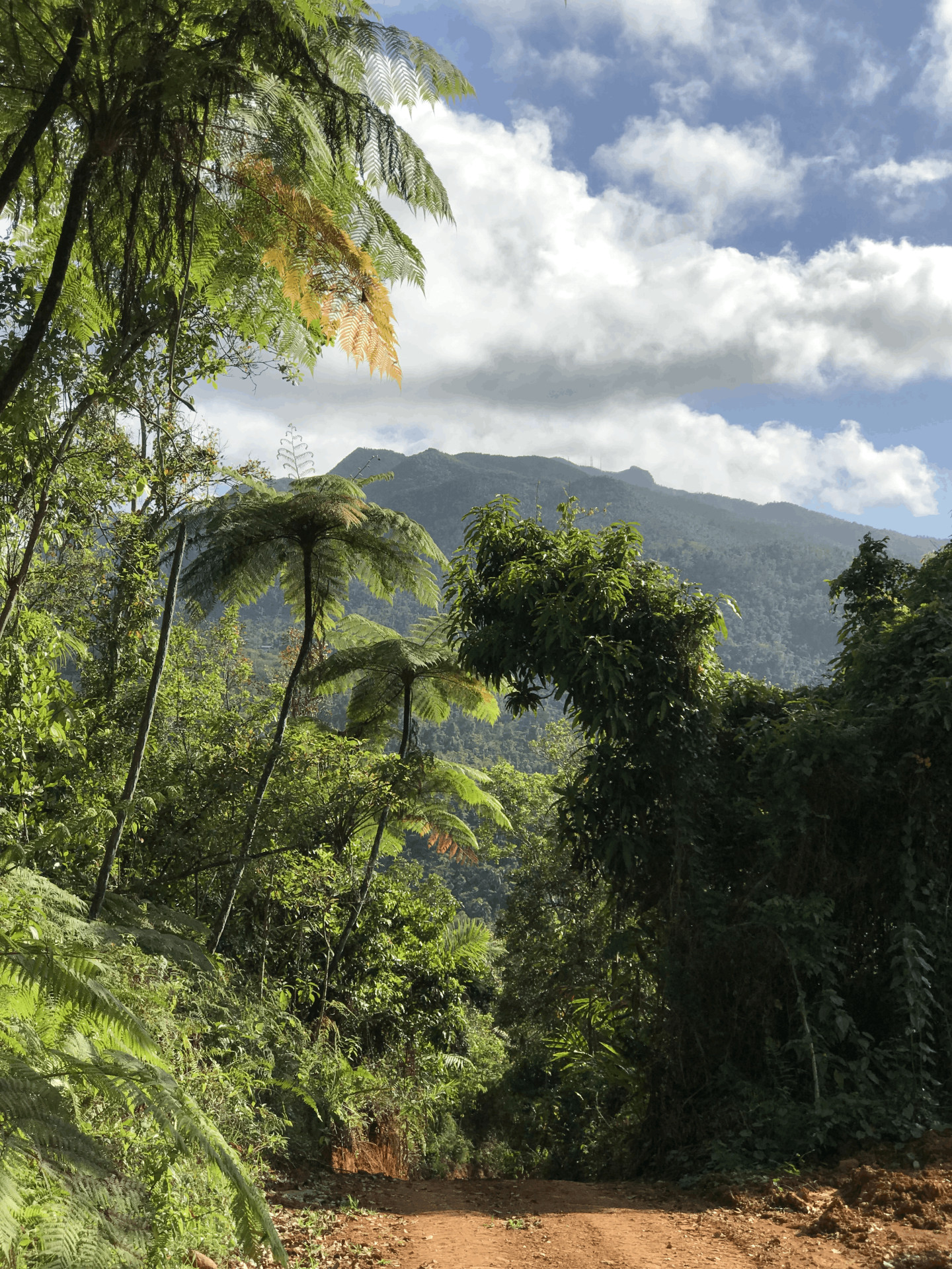 Dirt path through lush tropical forest with mountains and cloudy sky in background.