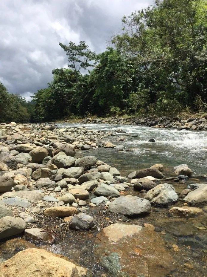 Orilla rocosa con agua corriente y frondosos árboles verdes bajo un cielo nublado.