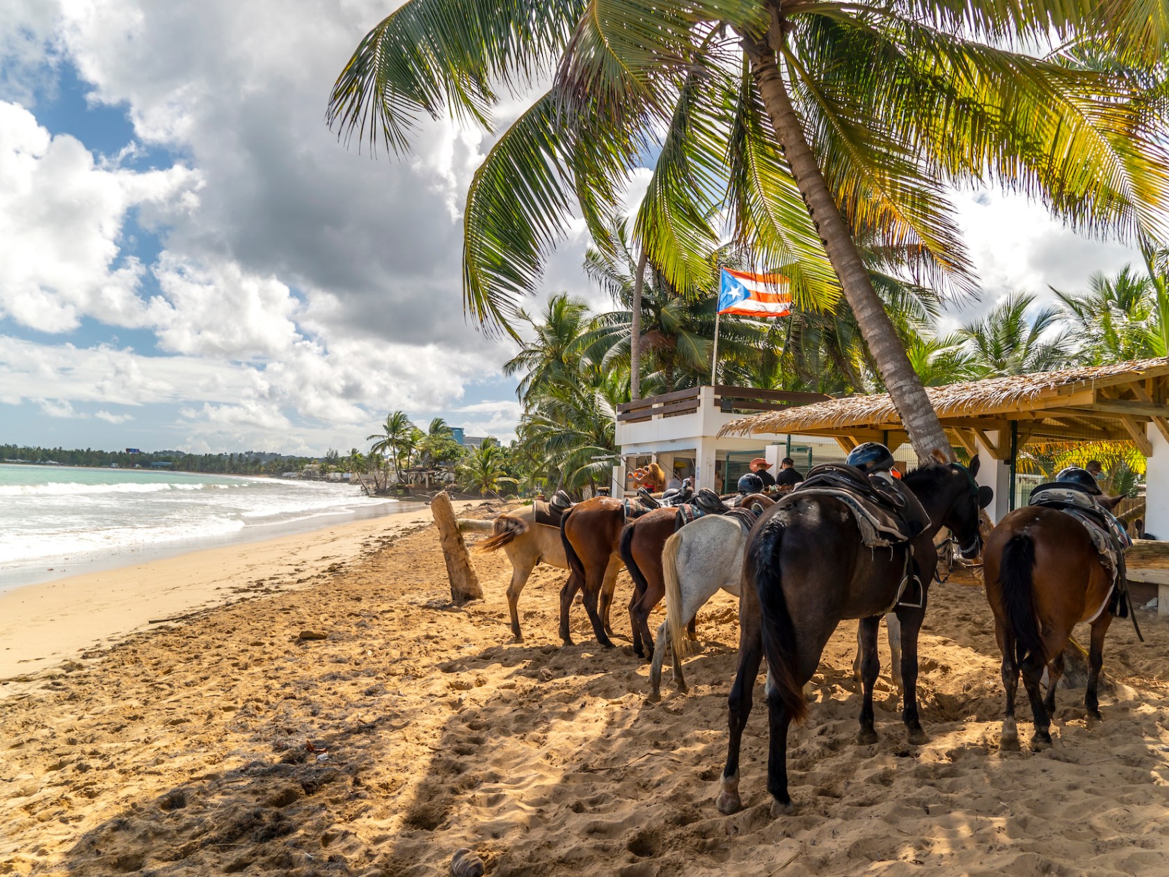 a herd of cattle standing on top of a sandy beach