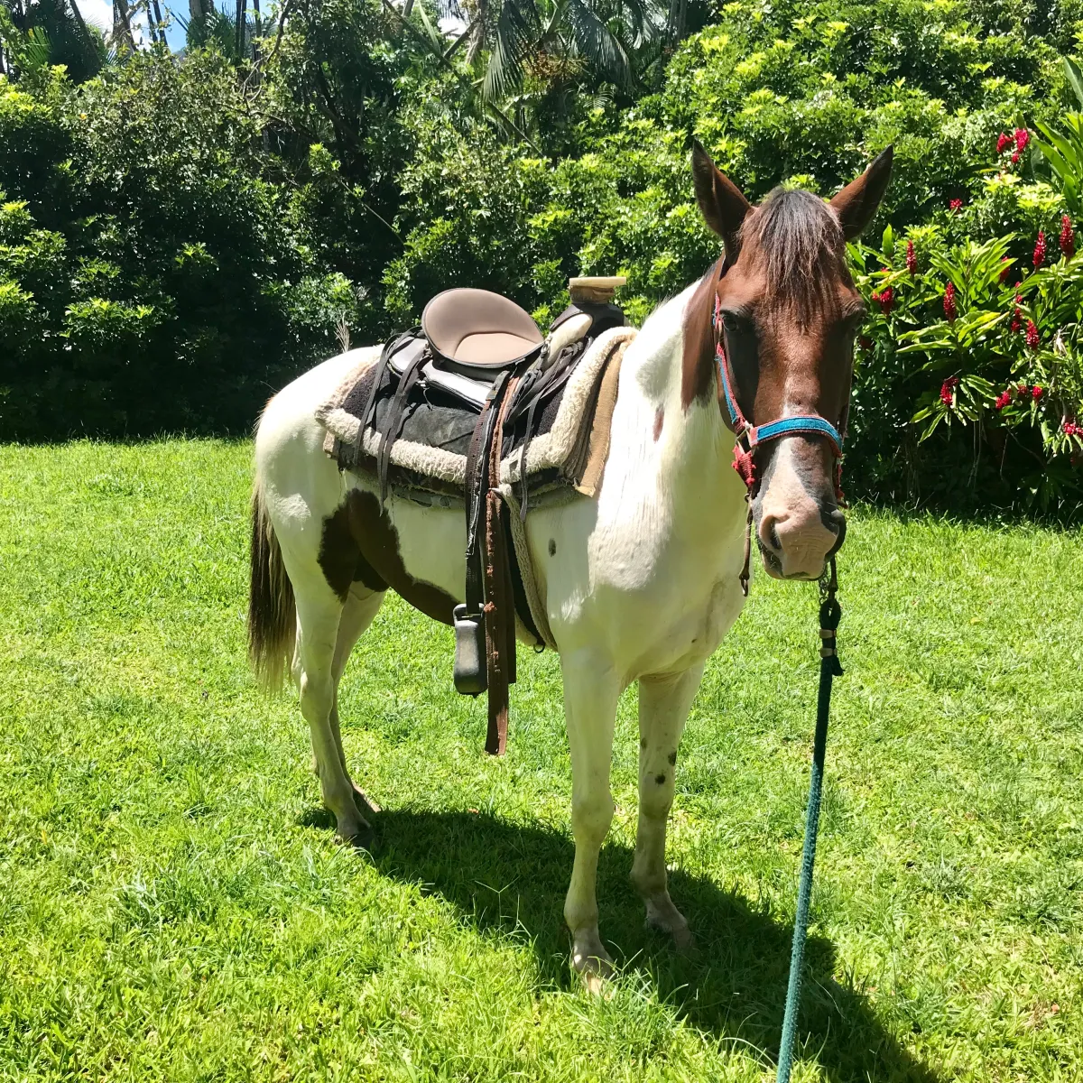 White and brown horse